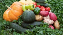 Puiston kasvu puutarhassa ei ole aina turvallista: mitkä vihannekset imevät maaperän myrkkyjä?