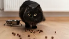 3 tärkeintä merkkiä siitä, että lemmikkisi ruoka ei enää sovi – mitä asiantuntijat sanovat?