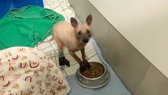 Mikä eläin tämä on? Ainutlaatuinen metsävieras erikoisen ominaisuuden kanssa