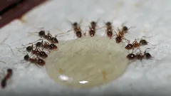 Muurahaiset katoavat ikuisesti: nämä yksinkertaiset ainekset karkottavat koko hyönteisarmeijan