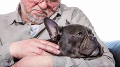 Uskolliset ja rauhalliset: 5 koirarotua, jotka tuovat lämpöä ja uskollisuutta senioreille