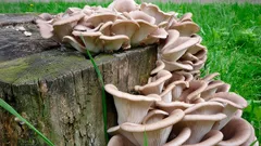 Varjoisasta puutarhan nurkasta lautaselle: Näin muutat tontistasi sienifarmiin