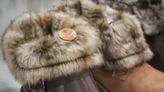 Kuinka testata turkin laatu yhdellä kolikolla: ikivanha menetelmä, jota turkiskerääjät käyttävät yhä