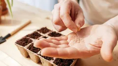 Puutarha ilman kuluja: mitkä siemenet selviävät talvesta ja tuottavat satoa yhtä hyvin kuin kaupasta ostetut