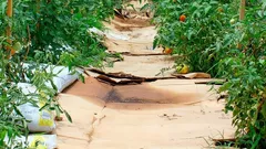 Ei lantaa eikä kompostia: syksyn kartonkikikka yllättää jopa kokeneet puutarhurit