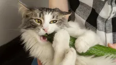 Kuinka huolehtia kissasta oikein: viisi hyödyllistä vinkkiä asiantuntijoilta