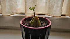 Eksoottista ikkunalaudalla: Näin kasvatat mangopuun helposti siemenestä ilman kasvihuonetta