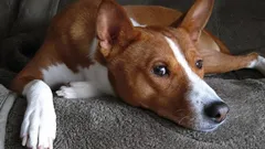 Hanki koira, saat kissan: rodut, jotka yllättävät käyttäytymisellään