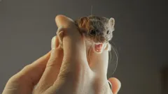 Pienin peto lemmikkinä: miksi kannattaa harkita kahdesti ennen hankintaa