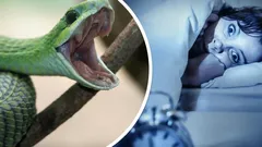 Miksi näemme unta käärmeistä? Psykologia paljastaa näiden unien hämmästyttävät merkitykset