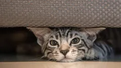 Kissan piilevät pelot: Nämä 9 ääntä aiheuttavat lemmikille stressiä ja pakokauhua