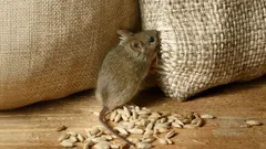 Hiiret eivät palaa enää: kaksi tippaa tätä luonnollista keinoa saa jyrsijäarmeijan pakenemaan