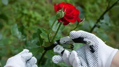 Ruusuja talveksi talteen: Näin leikkaat ne marraskuussa runsasta kukintaa varten