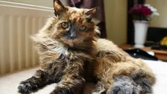 Tämä kissa eli lähes 40 vuotta: ennätys, jota ei ole vielä rikottu