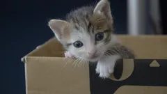 Kuinka opettaa kissanpentu käyttämään hiekkalaatikkoa: vaiheittainen ohje ongelman ratkaisuun