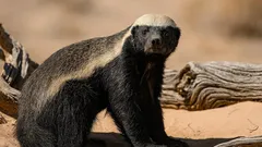 Kettukokoinen, mutta rohkea kuin tiikeri: varastaa leijonilta, nappaa hunajaa ja nauraa käärmeelle kasvoille