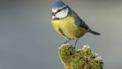 Lintujen laulua kuunteleminen: kuinka pieni rutiini voi vaikuttaa mielentilaan. Asiantuntijan kertomus