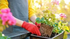Kuinka valmistella parvekekasvit oikein talveksi: vaiheittainen opas marraskuulle