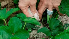 Syksy on tärkeämpi kuin lajike: mitä tehdä mansikoille ennen talvea, jotta keväällä saisi ennätyssadon