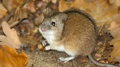 Peltomyyrät tuhoavatko puutarhasi ja kotisi? Kaada tämä liuos kuoppaan, niin ne katoavat ikuisesti