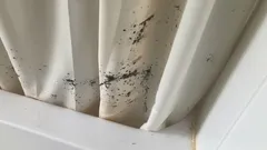 Homeista suihkuverhoissa? Älä heitä pois – edulliset ja parhaat keinot homeen poistoon