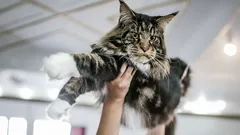 Uskollisia kuin koirat: nämä kissarodut ovat täydellisiä niille, jotka etsivät lemmikistään todellista ystävää