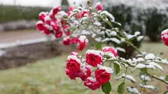 Syksyinen ruusujen hoito: Näin valmistat pensaat talvea varten, jotta ne kukkivat keväällä kuin taikaiskusta