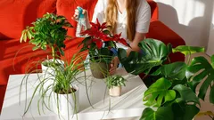 Onko sinulla paljon kasveja kotona? Psykologit kertovat, mitä se paljastaa persoonallisuudestasi
