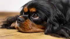 Koirat muistavat kivun, mutta osaavat antaa anteeksi: Mitä jokaisen koiranomistajan tulisi tietää