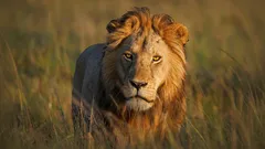 Et tiennyt tätä leijonista: mitä tutkijat ovat nyt paljastaneet luonnon valtiaiden salaperäisestä elämästä