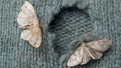 Taistelu vaatekoi vastaan: tämä syksyn lahja kasvaa kaikkialla ja on erittäin tehokas vaatekoita vastaan