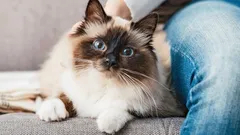 Ei naarmuta, vaan haliaa: hellimmät kissarodut lämpöä etsiville, ei draamaa