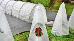 Halpaa ja tehokasta: yksinkertaisin tapa suojata lämpöä rakastavat kasvit talveksi