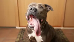 Koirat eivät puhu sanoilla, mutta ilmaisevat kaiken kehonkielellä: kuinka ymmärtää, mitä lemmikki tuntee