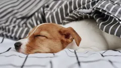 Nukkuminen koiran kanssa käynnistää kehossa yllättäviä prosesseja: syy ei ole pelkästään lämmössä