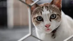 Kissa katsoo kuin vierasta: kolme omistajan tapaa, jotka tuhoavat luottamuksen välittömästi