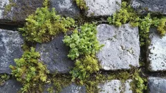 Yksinkertainen niksi sammaloitumista vastaan, joka toimii paremmin kuin kemikaalit – sammal katoaa pysyvästi