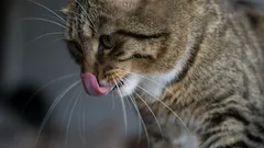 Miten kissat tunnistavat omistajansa? Tiede paljastaa kissan hajuaistin salaisuudet