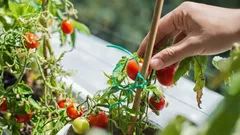 Helppoa vitamiinien viljelyä ikkunalaudalla: yrtit, vihannekset ja marjat ympäri vuoden