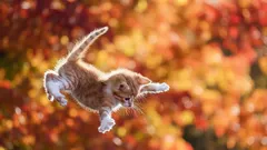 Miksi kissat laskeutuvat aina neljälle tassulle? Hämmästyttävät salaisuudet niiden notkeudesta ja reflekseistä