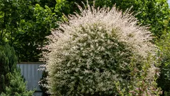 Pörröinen pilvi jalustalla: Kuinka oksasta kasvaa keisarillisen puutarhan arvoinen paju