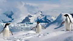 Antarktis on ikijäässä: Mistä tulee lumi paikassa, jossa ei koskaan sada?