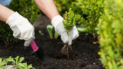 Monivuotisten kasvien istutus marraskuussa: salaisuudet varhaiseen kukintaan ja kasvien kestävyyteen
