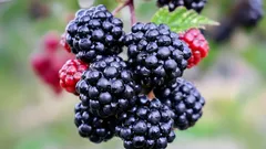 Suuri ja makea: salaisuudet karhunvatukan viljelyyn jopa kylmässä ilmastossa