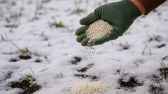 Syyslannoitus lumen läpi: uskomaton menetelmä, joka takaa paremman sadon seuraavana vuonna