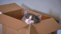 Miksi kissat rakastavat laatikoita? Salaisuudet, jotka vain todelliset kissaihmiset tietävät