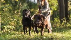 Yksi koti, kaksi luonnetta: näin opetat aikuiset koirat elämään yhdessä ilman ristiriitoja