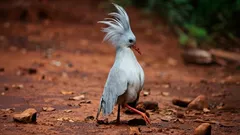 Metsän aave punaisin silmin: salaperäinen lintu, joka on säilynyt eristyksissä vuosisatojen ajan