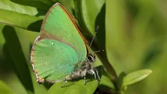 Lentävä haamu: olento, joka katoaa silmiesi edessä – todellista taikuutta luonnossa