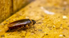 Siisti keittiö ei pelasta torakoilta – tässä ovat niiden todelliset pesäpaikat